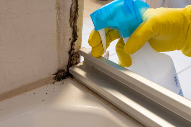 Why You Should Choose Our Mold Remediation Services in Clementon, NJ